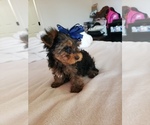 Small Photo #7 Yorkshire Terrier Puppy For Sale in ODESSA, TX, USA