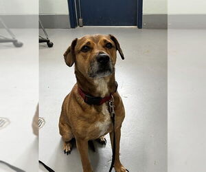 Cocker Spaniel Dogs for adoption in Corpus Christi, TX, USA