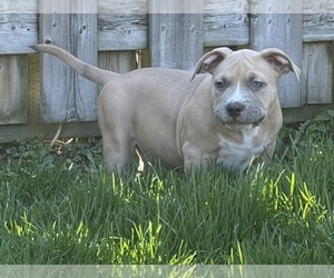 American Bully Puppy for Sale in Etobicoke, Ontario Canada