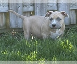 Small Photo #1 American Bully Puppy For Sale in Etobicoke, Ontario, Canada