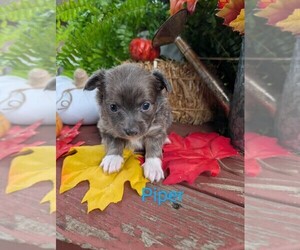 Chihuahua Puppy for sale in LEBANON, PA, USA