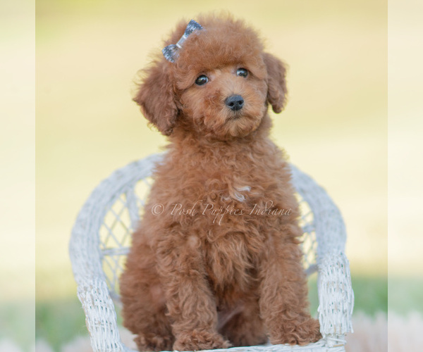 Medium Photo #7 Poodle (Miniature) Puppy For Sale in WARSAW, IN, USA