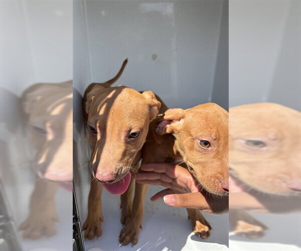 Medium Photo #1 Mutt Puppy For Sale in Augusta, GA, USA