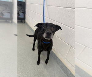 Labrador Retriever-Unknown Mix Dogs for adoption in Fayetteville, NC, USA