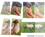 Small Photo #11 German Shorthaired Pointer Puppy For Sale in MORTON, MS, USA