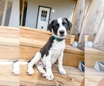 Small #1 Collie
