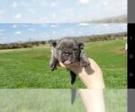 Small Photo #2 French Bulldog Puppy For Sale in FARMINGTON, MO, USA