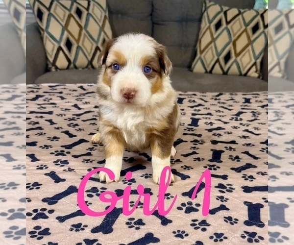 Medium Photo #30 Australian Shepherd Puppy For Sale in SALISBURY, NC, USA