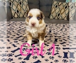 Small Photo #59 Australian Shepherd Puppy For Sale in SALISBURY, NC, USA