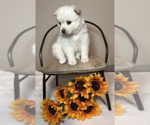 Pomsky Puppy for sale in DE SOTO, KS, USA