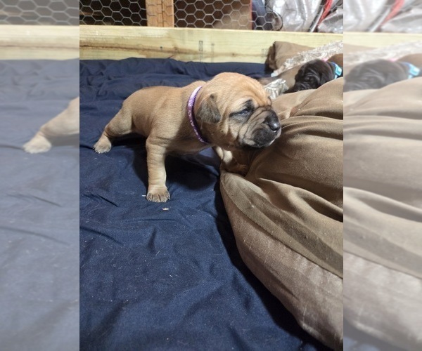 Medium Photo #9 American Pit Bull Terrier Puppy For Sale in CHARLOTTE, NC, USA