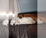 Small #1 Mutt