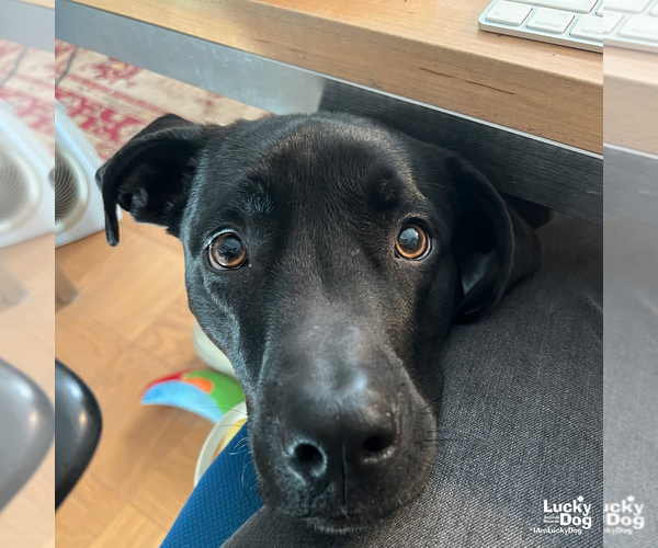 Medium Photo #9 Labrador Retriever-Unknown Mix Puppy For Sale in Washington, DC, USA