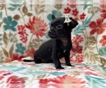 Small Photo #14 Chihuahua Puppy For Sale in LAKELAND, FL, USA