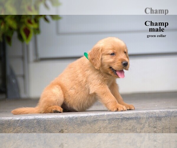 Medium Photo #7 Golden Retriever Puppy For Sale in CLARE, MI, USA