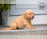 Small #6 Golden Retriever