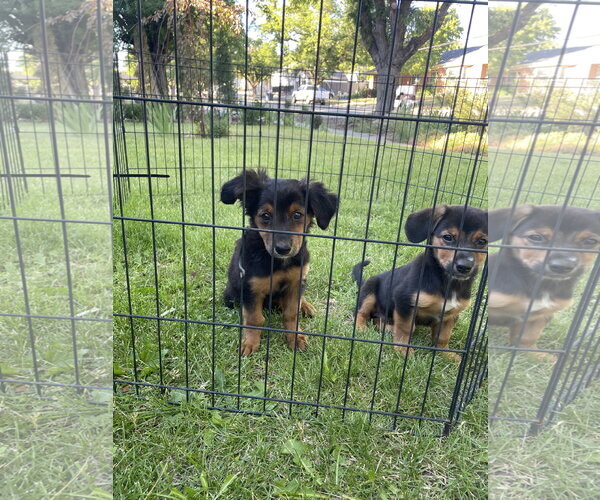 Medium Photo #5 Mutt Puppy For Sale in Sandy, UT, USA