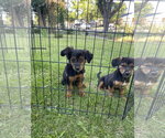 Small #4 Mutt