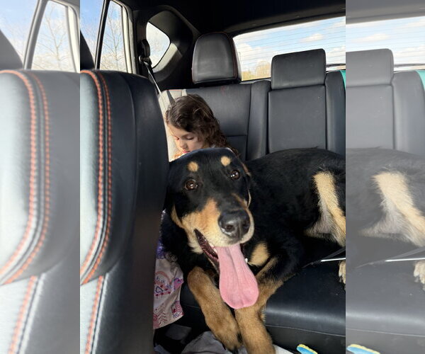 Medium Photo #3 Mutt Puppy For Sale in Woodbury, NY, USA