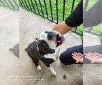 Small American Staffordshire Terrier Mix