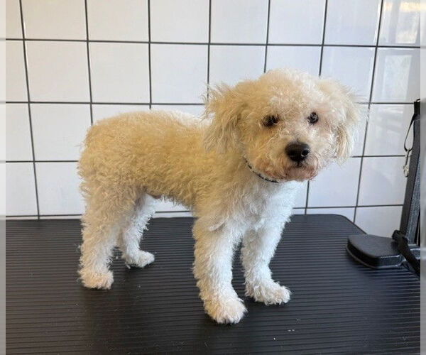 Medium Photo #1 Poodle (Miniature)-Unknown Mix Puppy For Sale in Downey, CA, USA