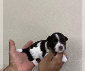 Yorkshire Terrier Puppy for Sale in RANCHO BERNARDO, California USA