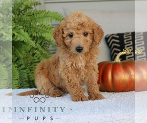 Golden Mountain Doodle Puppy for sale in NARVON, PA, USA