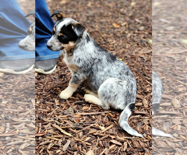 Medium Photo #2 Mutt Puppy For Sale in Paso Robles, CA, USA