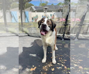 Saint Bernard Dogs for adoption in St. Augustine, FL, USA