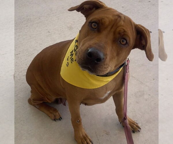 Medium Photo #3 Mutt Puppy For Sale in Fort Pierce, FL, USA