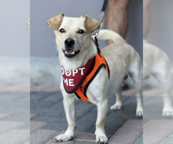 Medium Photo #5 Dorgi Puppy For Sale in Mission Viejo, CA, USA