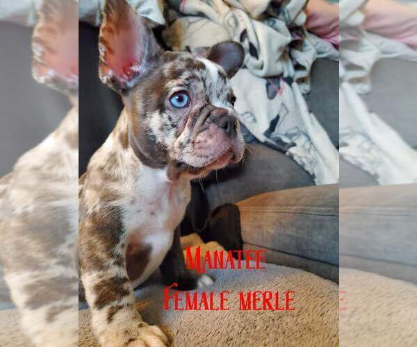 Medium Photo #4 French Bulldog Puppy For Sale in NORTH VERNON, IN, USA