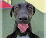 Small #2 Collie-Labrador Retriever Mix