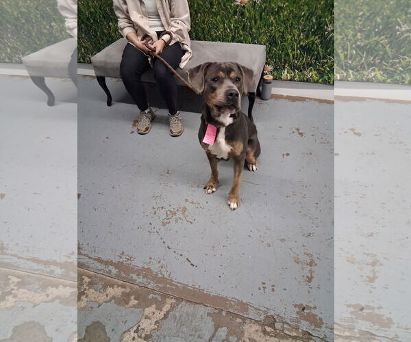 Medium Photo #8 Rottweiler-Unknown Mix Puppy For Sale in Minneapolis, MN, USA