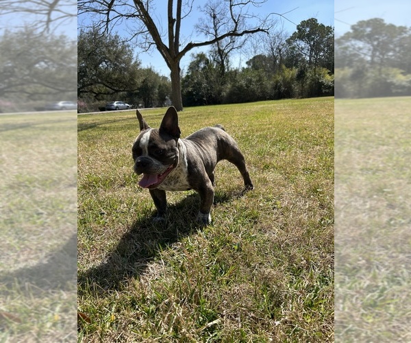 Medium Photo #5 American Bully Puppy For Sale in HOUSTON, TX, USA