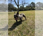 Small #4 American Bully