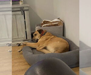 LUCAS - Male Mutt Dog for Adoption - Photo #3