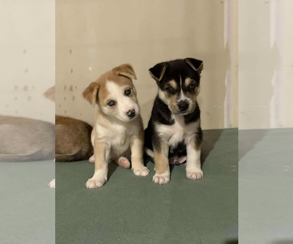 Medium Photo #4 Siberian Husky-Unknown Mix Puppy For Sale in Gretna, NE, USA