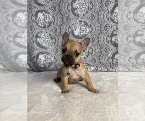 French Bulldog Puppy for sale in WEST COVINA, CA, USA