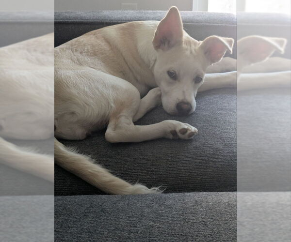 Medium Photo #2 American Staffordshire Terrier-Siberian Husky Mix Puppy For Sale in San Diego, CA, USA