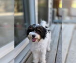 Small #1 Japanese Chin Mix