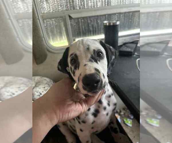 Medium Photo #1 Dalmatian Puppy For Sale in BLYTHEVILLE, AR, USA