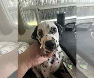 Dalmatian Puppy for sale in BLYTHEVILLE, AR, USA