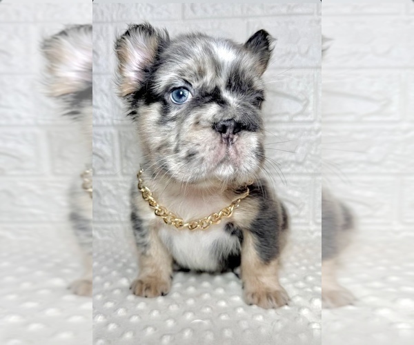 Medium Photo #6 French Bulldog Puppy For Sale in NEW YORK, NY, USA