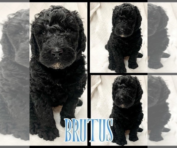 Full screen Photo #1 Bernedoodle Puppy For Sale in CHERRY LOG, GA, USA