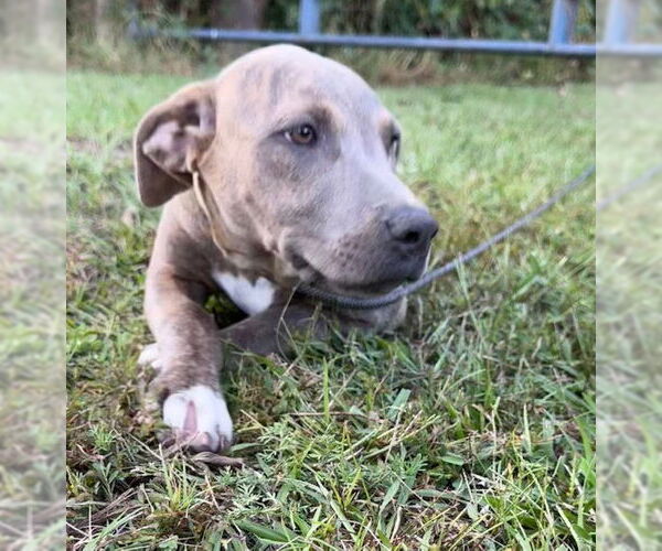 Medium Photo #3 Bulldog-Unknown Mix Puppy For Sale in Tarrytown, GA, USA