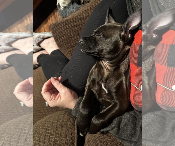 Medium Photo #6 Boxer-Chihuahua Mix Puppy For Sale in Fair Oaks, CA, USA