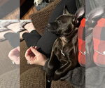 Small #5 Boxer-Chihuahua Mix