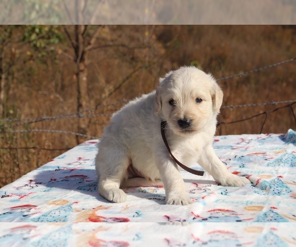 Medium Photo #1 Goldendoodle Puppy For Sale in UNION CITY, TN, USA