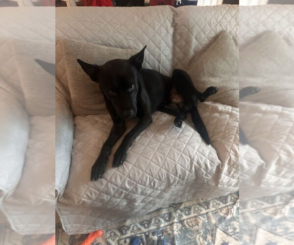 Medium Photo #3 German Shepherd Dog-Unknown Mix Puppy For Sale in Raleigh, NC, USA